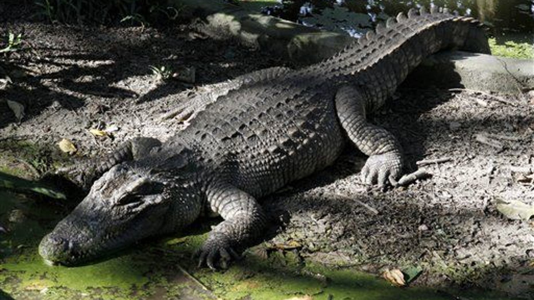 Crocodiles aren't necessarily stuck on the ground.