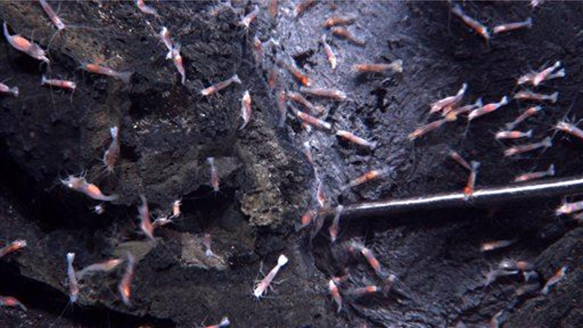 In this 2009 image provided by the National Science Foundation and the National Oceanic and Atmospheric Administration, shrimp surround a volcanic vent in the Pacific Ocean, south of Samoa.