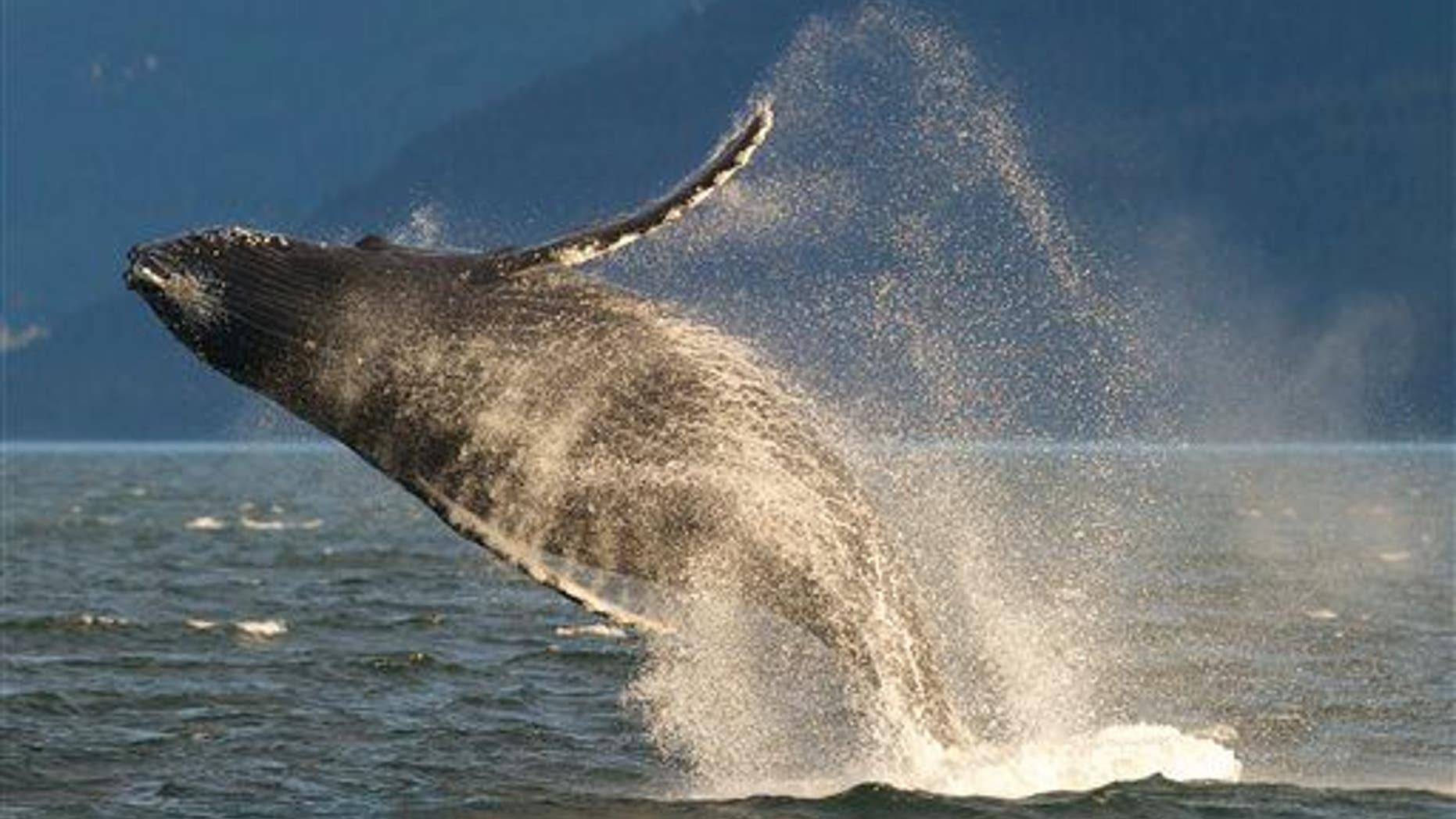 In this Wednesday, July 9, 2014 photo, an adult humpback whale breaches near Juneau, Alaska. The humpback whale is a species of baleen whale.
