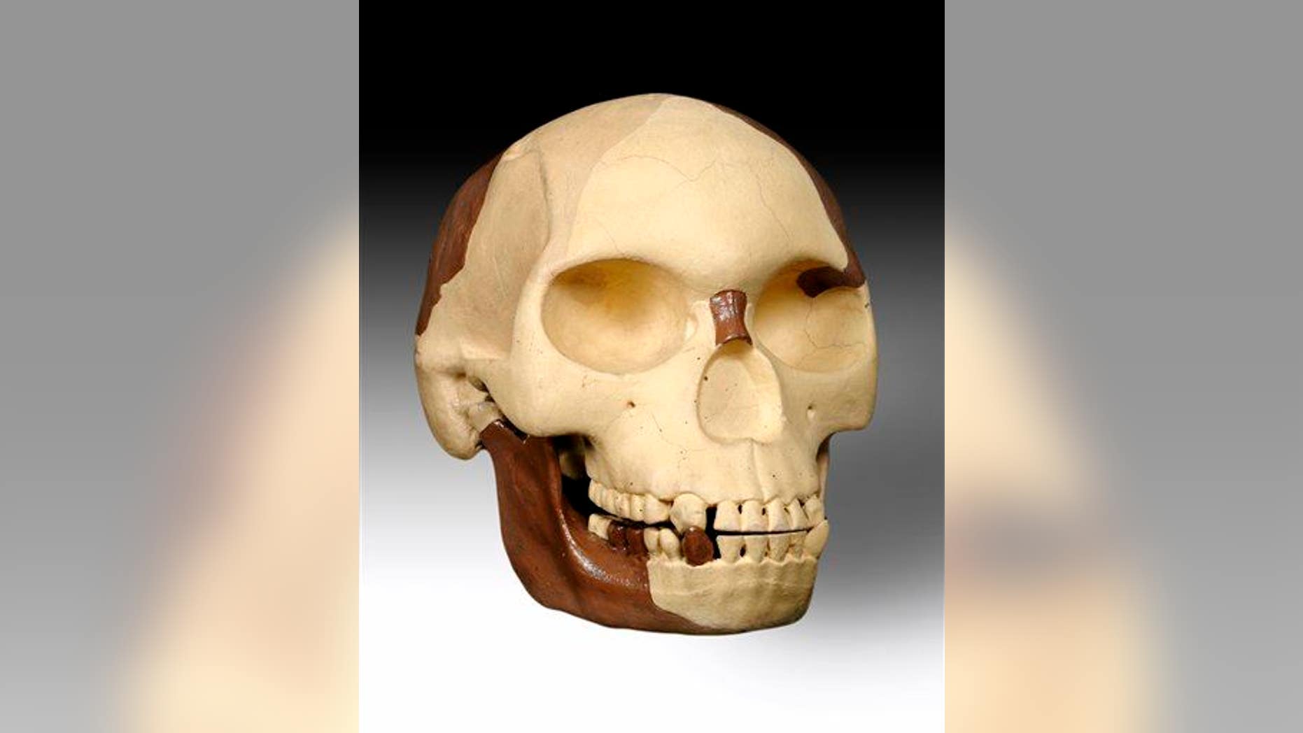A image of the Piltdown Man, supposedly a missing link in human evolution but actually a scientific hoax perpetrated in 1912.
