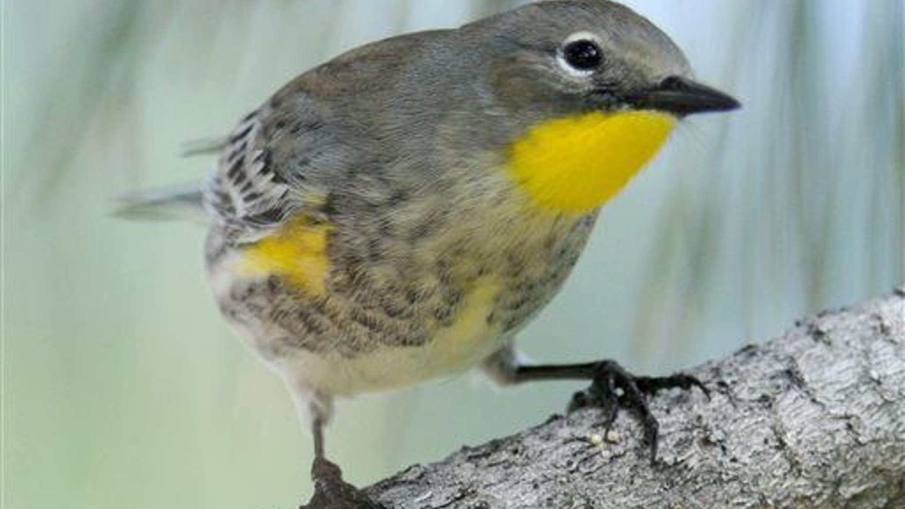 This Sept. 23, 2010, file photo shows a yellow-rumped warbler on the University of New Mexico campus in Albuquerque, NM.