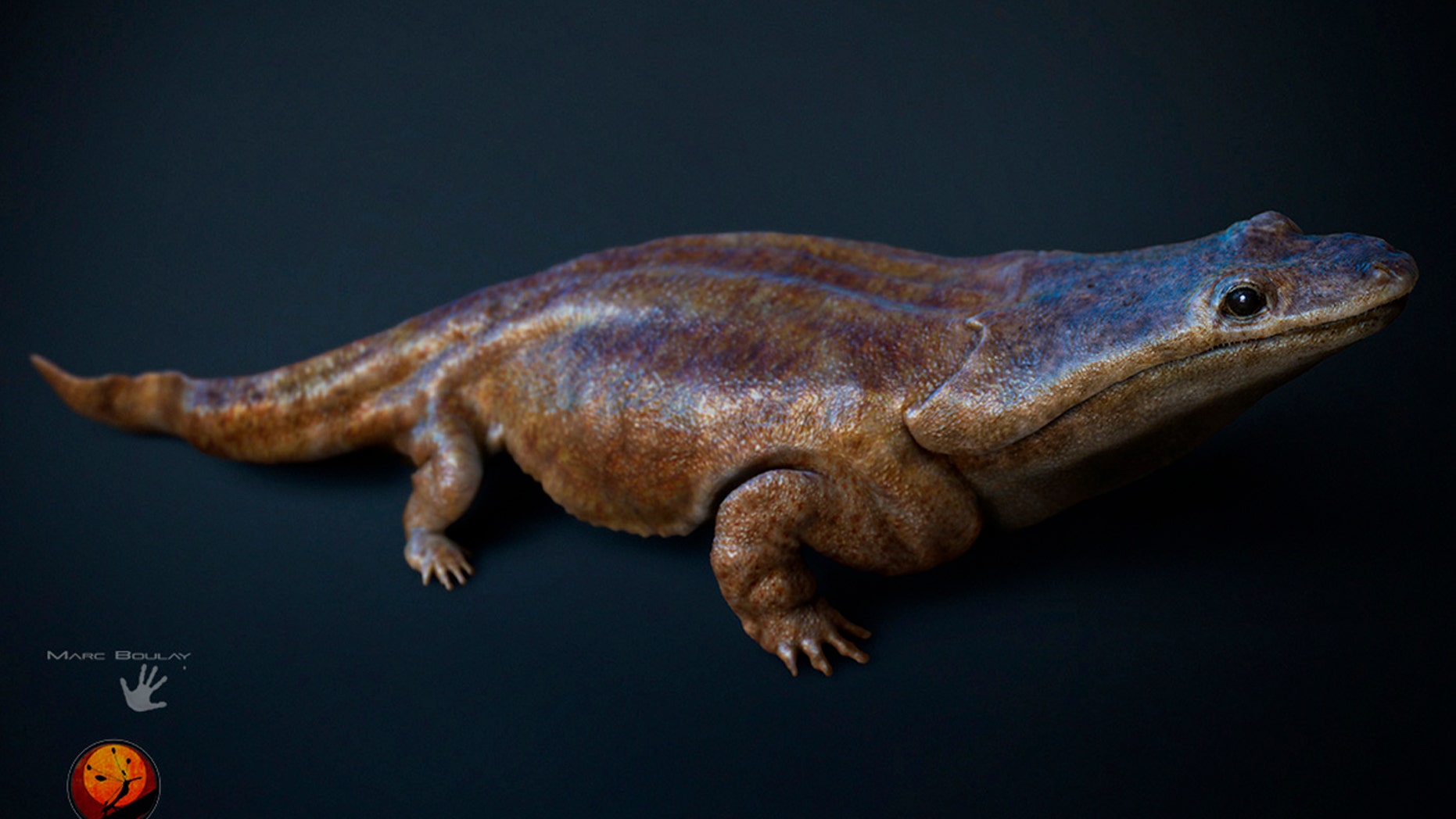 This image made available by the University of Edinburgh shows an artist's rendition of a previously unknown species of crocodile-like 'super salamander.'