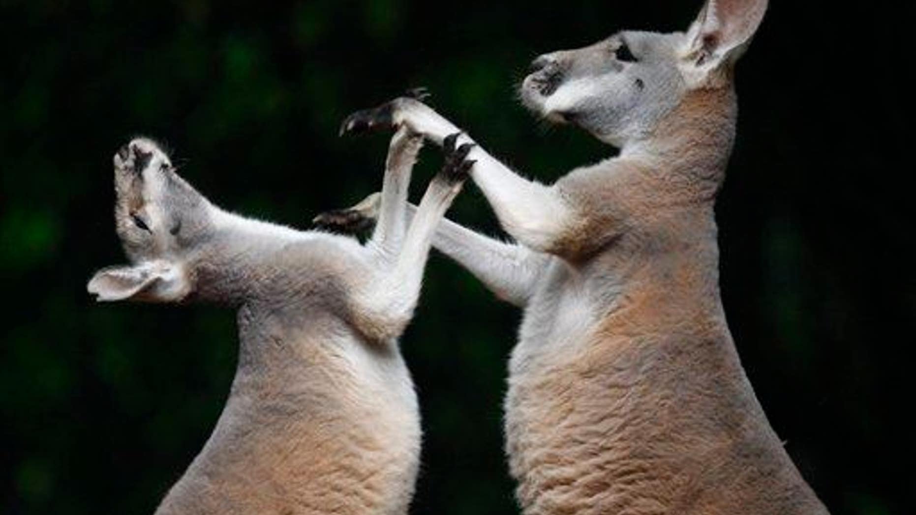 Two kangaroos fight at Hanover Zoo, Hanover, northern Germany, Friday, Aug. 15, 2008.