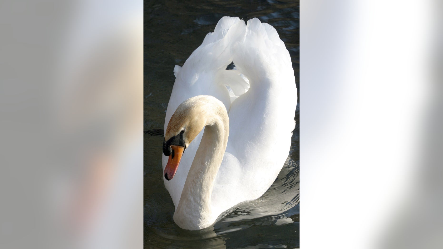 A mute swan swims on the Ohrid lake near the border with Macedonia in the city of Pogradec, about 160 km (100 miles) from capital Tirana, Albania, March 5, 2006. Albania on Wednesday, March 8, 2006, confirmed its first case of the deadly H5N1 strain of bird flu in a chicken found in the southern Sarande coastal region, near the border with Greece. Picture taken March 5, 2006. REUTERS/Arben Celi