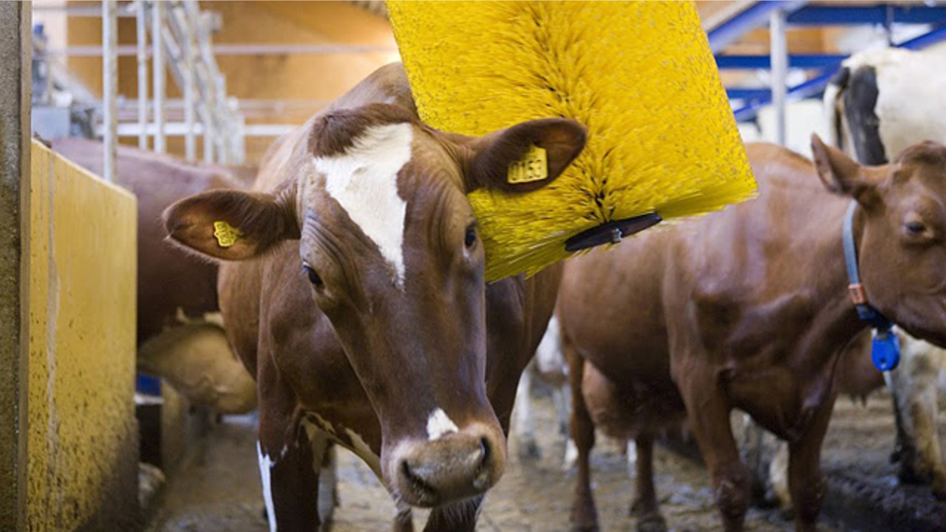 Grooming cows in a "cow wash" can boost their milk production, claims the device's manufacturer.