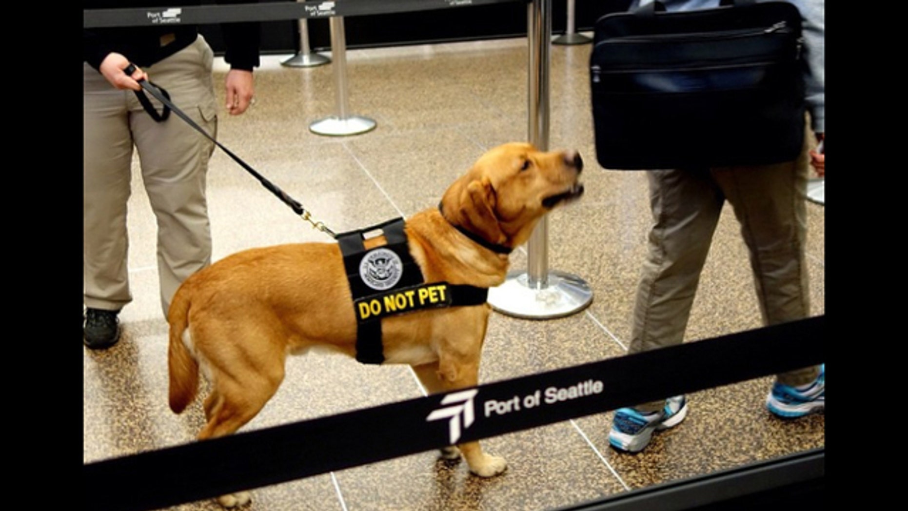 The Transportation Security Administration is seeking homes for retired bomb-sniffing dogs.