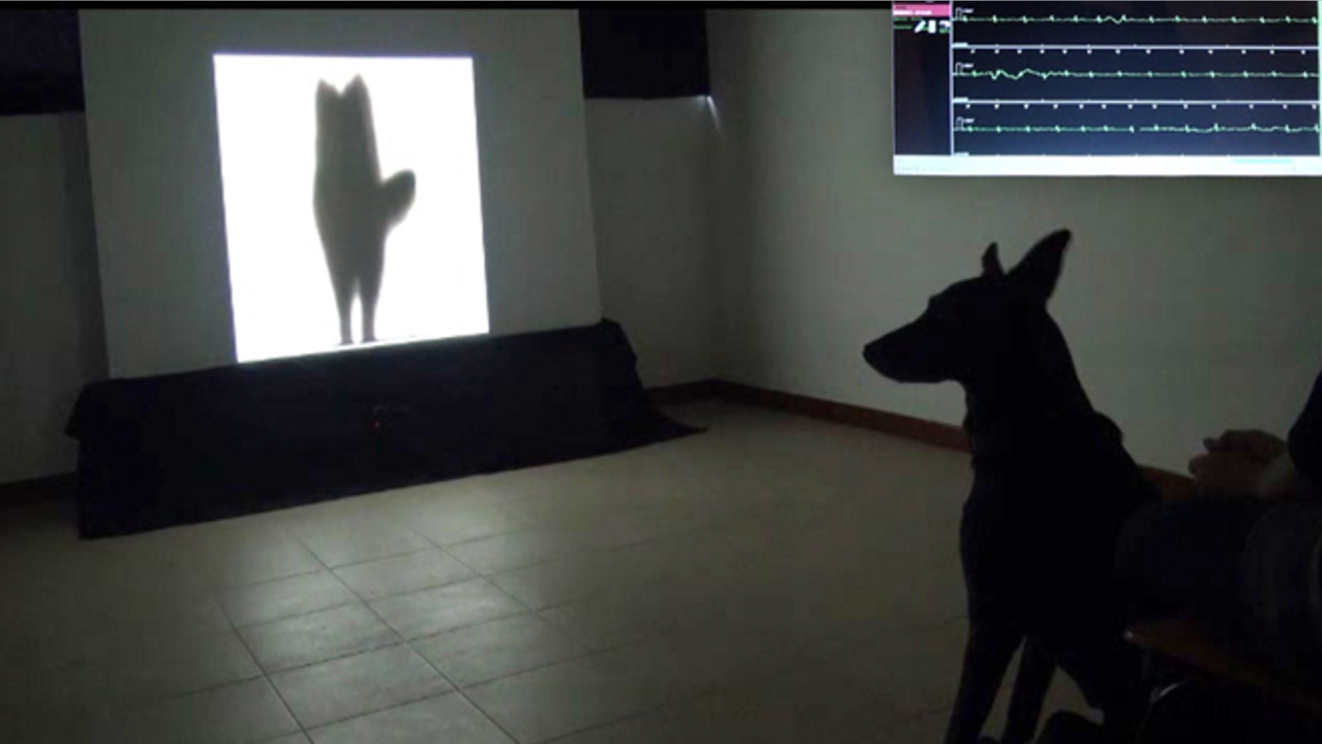 A dog watches a video of the silhouette of another dog wagging its tail to its left. At top right is an inset image of the dog's heart rate while the dog was watching the video.