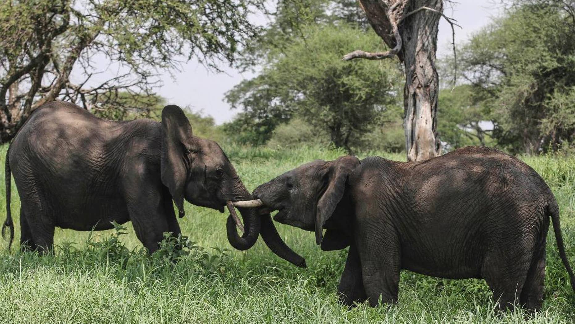 FILE - In this file photo taken Friday, Jan. 16, 2015, African elephants interact in Tarangire National Park on the outskirts of Arusha, northern Tanzania. The sharp decline of the elephant population in Tanzania, most likely due to poaching, is catastrophic, a wildlife conservation group said Tuesday, June 2, 2015. The Tanzanian government on Monday estimated that 65,721 elephants have died in the country in the last five years. The report showed the number of Tanzanian elephants plummeting from an estimated 109,051 in 2009 to 43,330 in 2014. (AP Photo/Mosa'ab Elshamy, File)