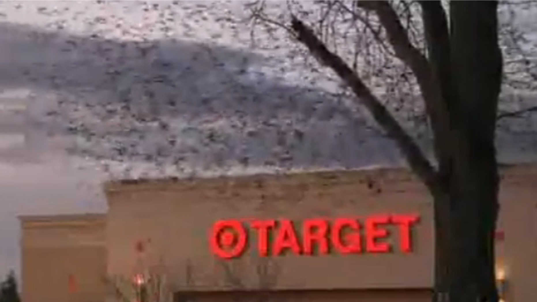 Hundreds of birds circle above the property at sunset before roosting in a row of oleander bushes on the west end of the store's parking lot.