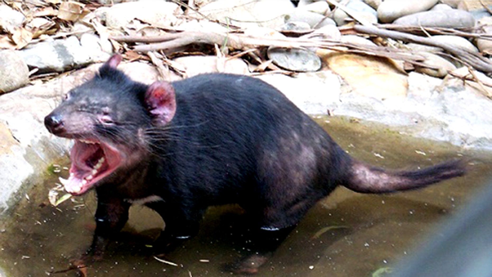 The Tasmanian devil is characterised by a stocky muscular build, strong odor, loud and disturbing screech, keen sense of smell, and a well-known ferocity when feeding.