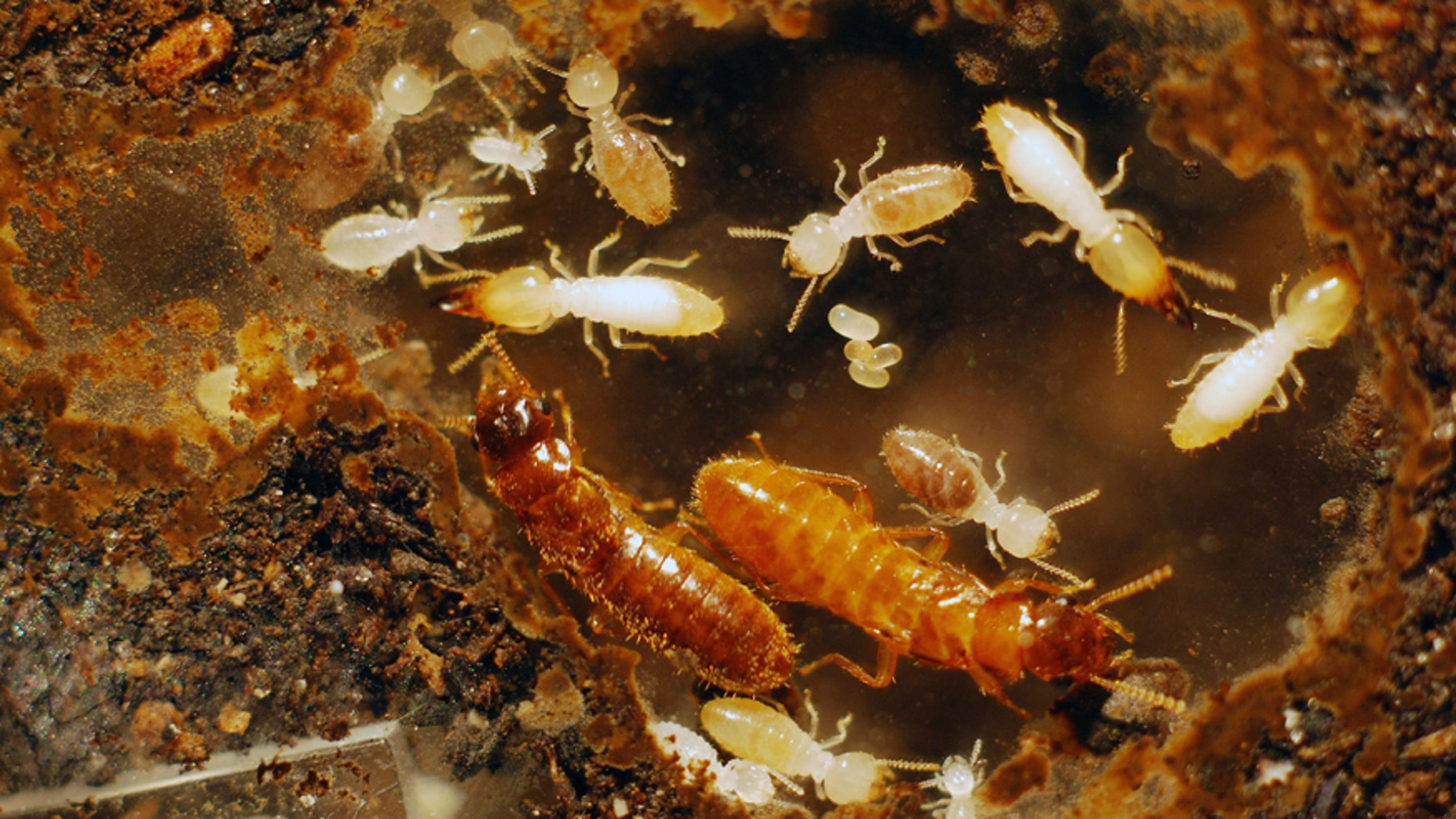 Termite superswarm Threatens South Florida Fox News
