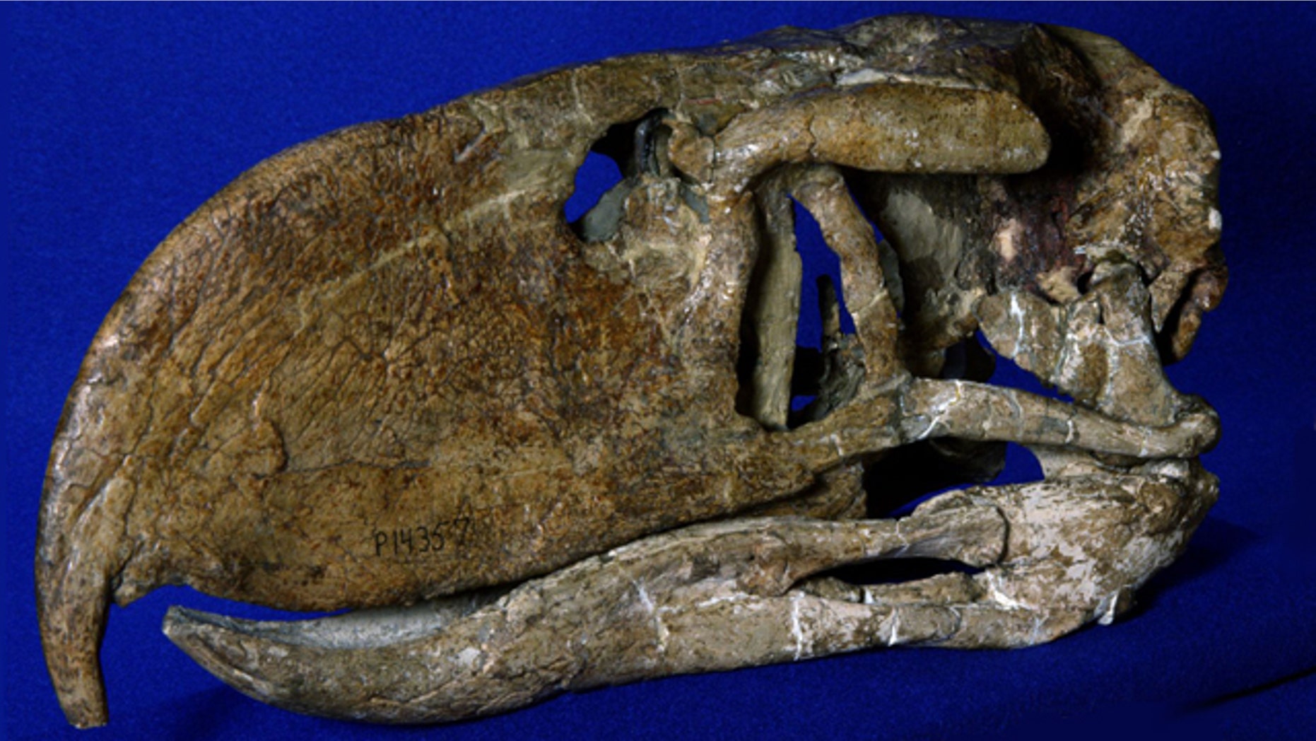 A fossil skull of the "terror bird" Andalgalornis, compared with the skull of a modern-day golden eagle and a human skull for scale. Andalgalornis was an extinct, 4.5-feet-tall, flightless predatory bird found as 6-million-year-old fossils in northwestern Argentina.