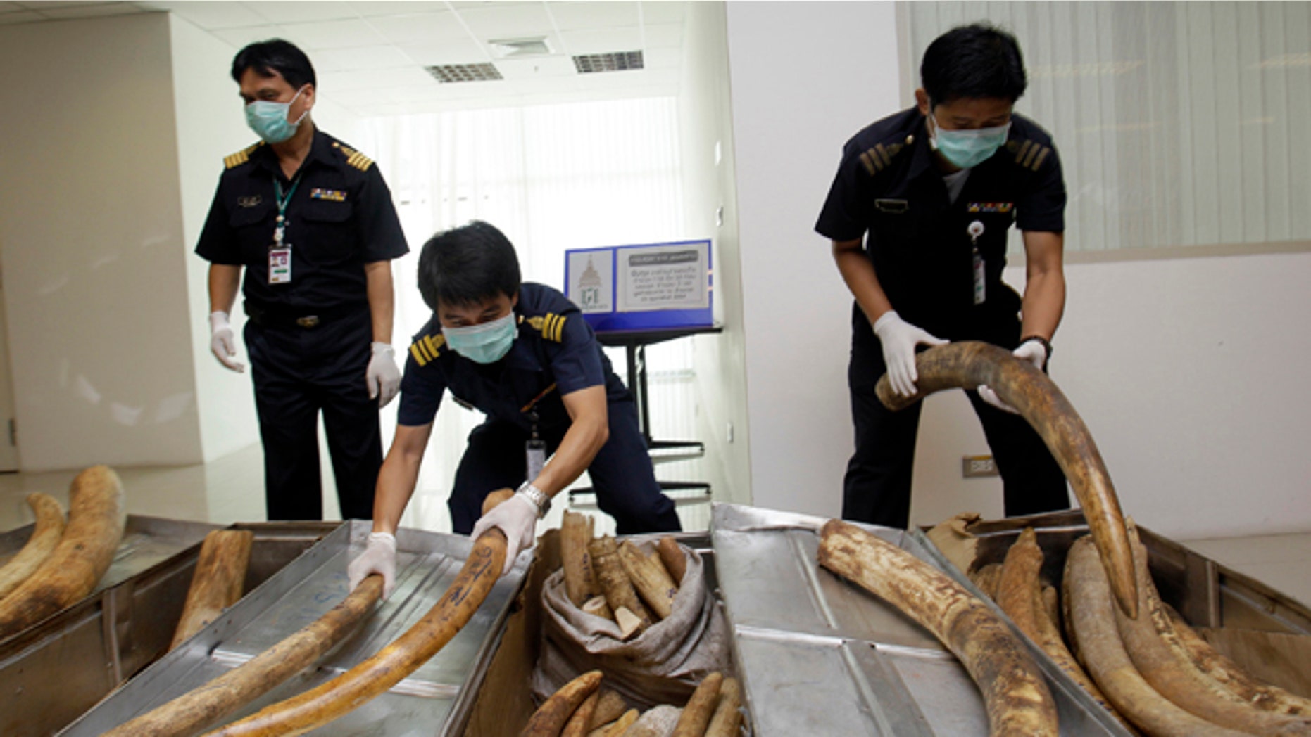 Feb. 25, 2011: Thai customs officials prepare to display seized elephant tusks smuggled into Thailand from Nigeria before a news conference in Bangkok