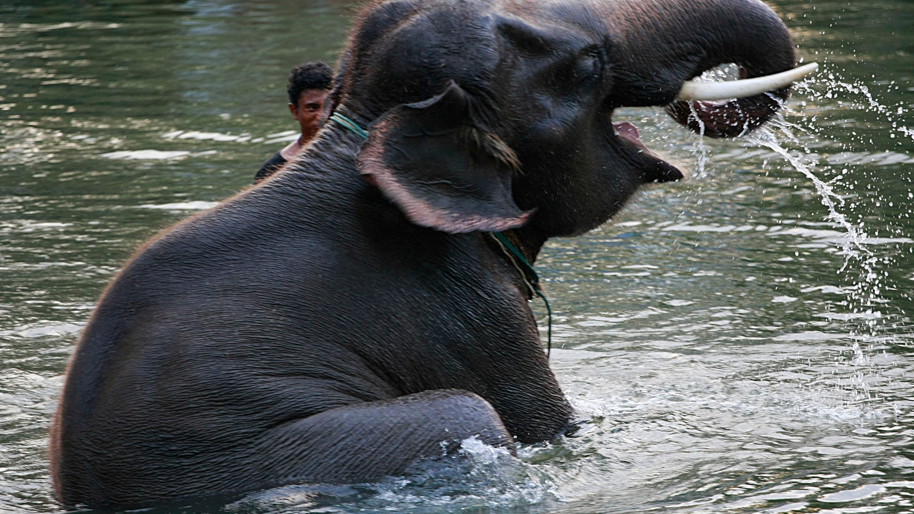 Oct. 31, 2011: A stranded elephant drinks water with its trunk while swimming with its mahout in the floods in Ayutthaya province, central Thailand. Seventeen elephants were stranded at the elephant camps in Ayutthaya province following floods that submerged north and central part of the country for more than two months.