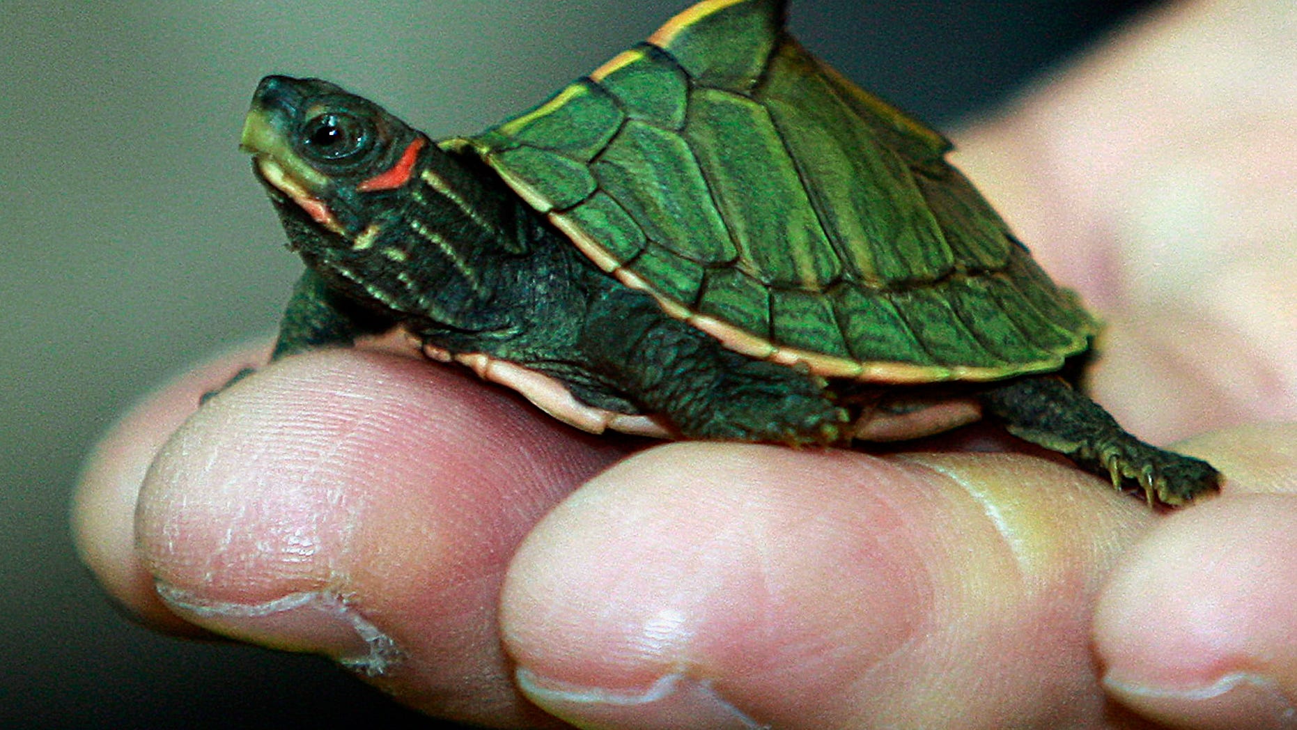 In this photo taken June 2, 2011, a young Indian roofed turtle crawls on the fingers of a custom officer during a news conference on wildlife seized in Bangkok, Thailand. Officials at Thailand's gateway airport proudly tick off the illegally trafficked wildlife they have seized over the past two years. But Thai and foreign law enforcement officers tell another story: officials working-hand-in-hand with the traffickers ensure that other shipments through Suvarnabhumi International Airport are whisked off before they even reach customs inspection. (AP Photo/Apichart Weerawong)