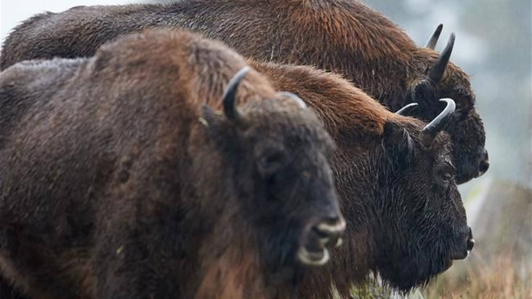 It turns out the ancient ancestor of the European bison, seen here, was a rare hybrid mammal.
