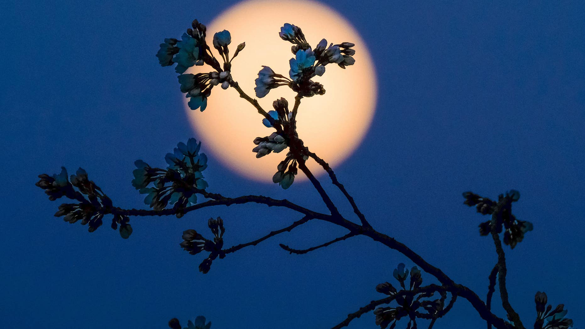 The rising full moon silhouettes the budding Cherry tree blossoms along the Tidal Basin in Washington, Tuesday evening, March, 22, 2016.