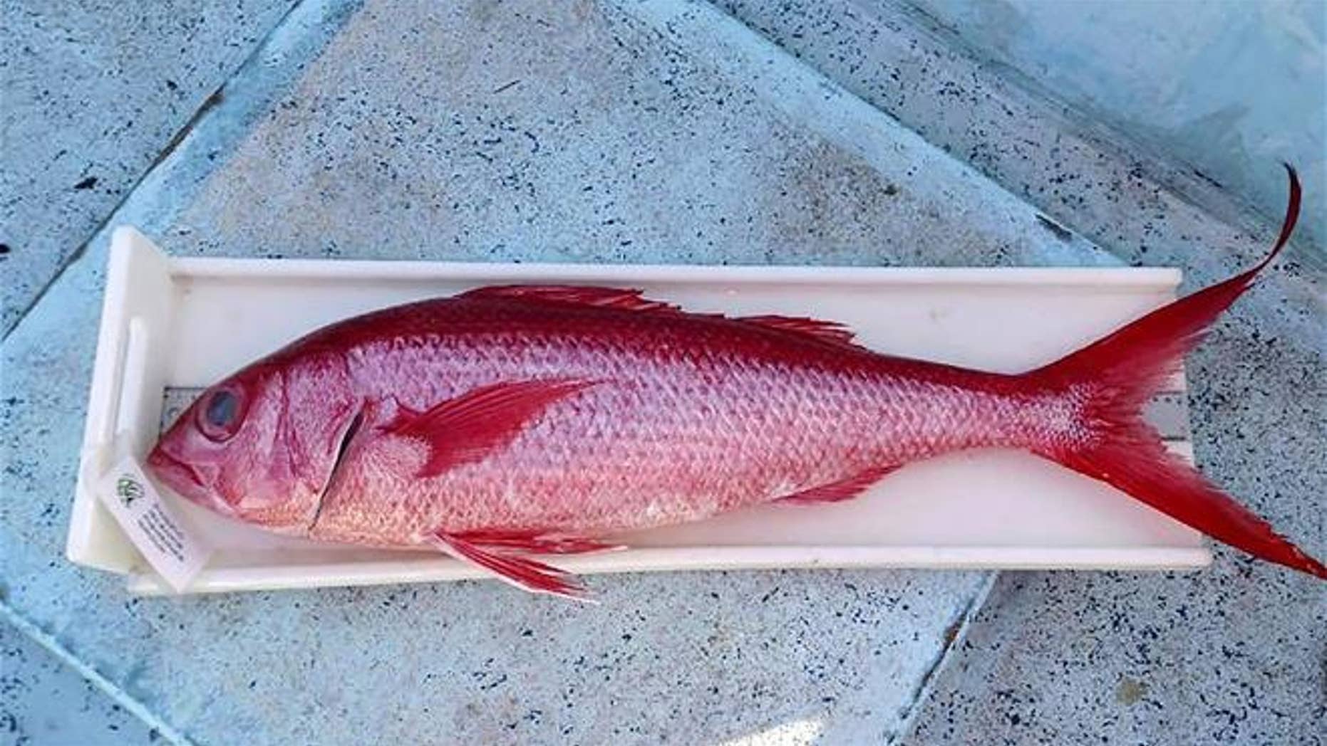 Snapper, known to carry ciguatera, is seen in this file photo.