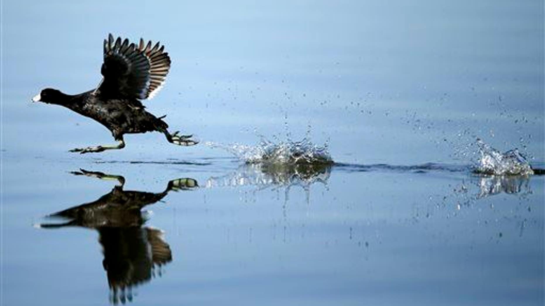 In this April 29, 2015, photo, an American coot runs across the surface of the Salton Sea before taking flight near Niland, Calif.