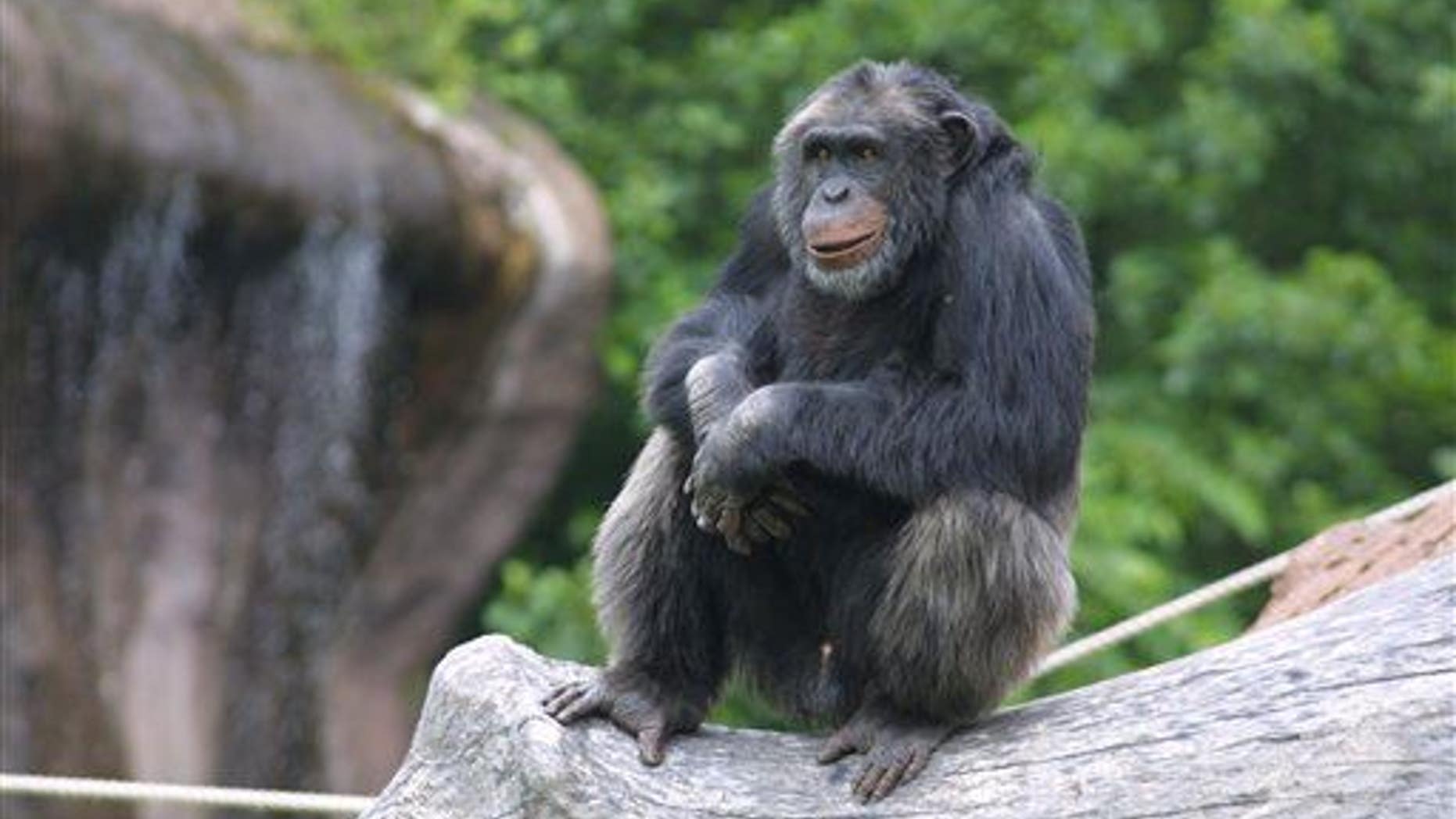 In this undated image released by Sweden's Furuvik Zoo, Santino the chimpanzee is seen in his enclosure at the zoo in Furuvik, Sweden.