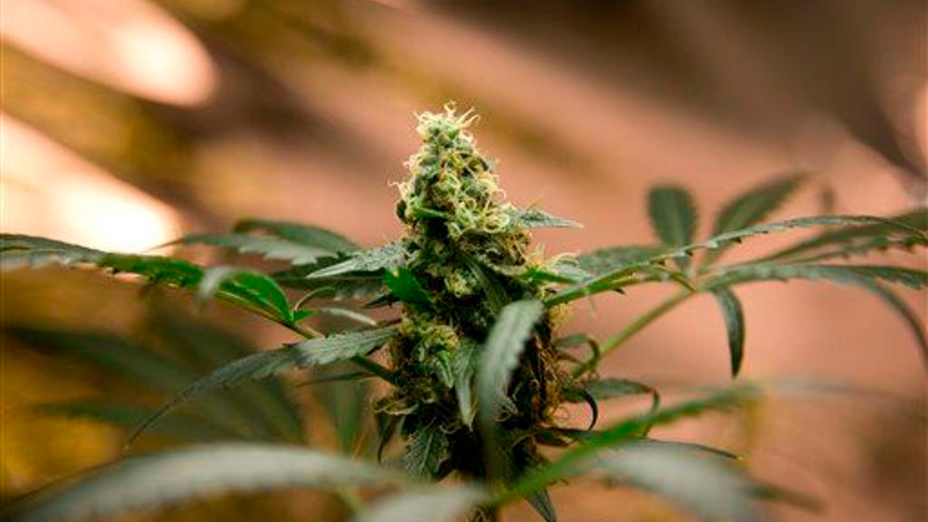 In this Aug. 29, 2013 photo, a marijuana plant grows in a hydroponics garden.