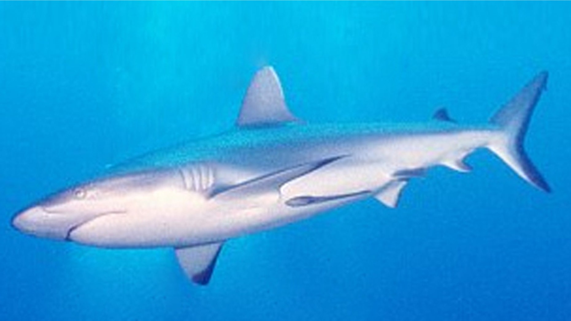 A gray reef shark (Carcharhinus amblyrhynchos) circles.