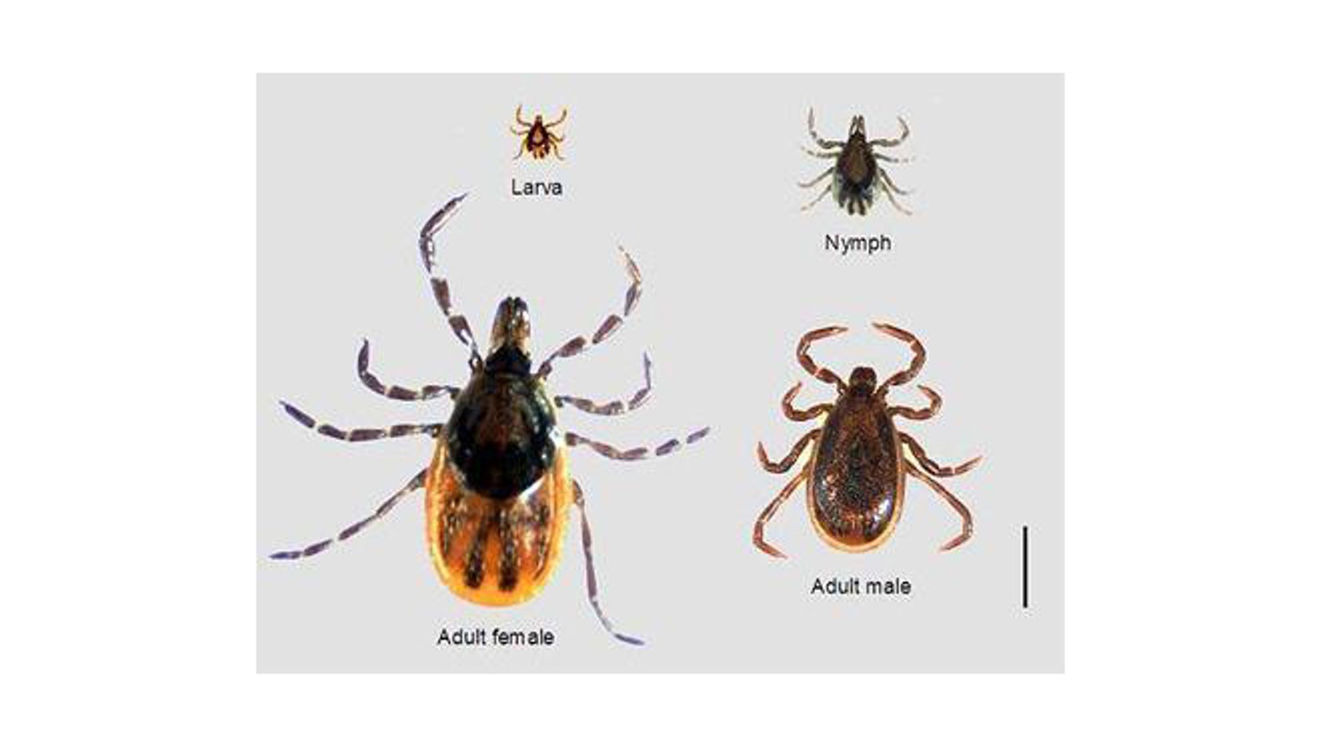This image shows an adult female, an adult male, a nymph and a larva of the tick species Ixodes scapularis, which carries Lyme disease and babesiosis. (CDC courtesy of Dr. Marc Dolan)