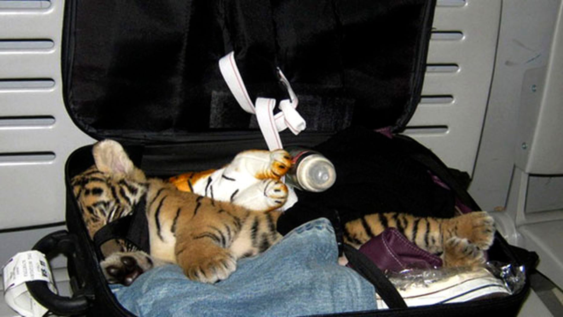 baby tiger toys