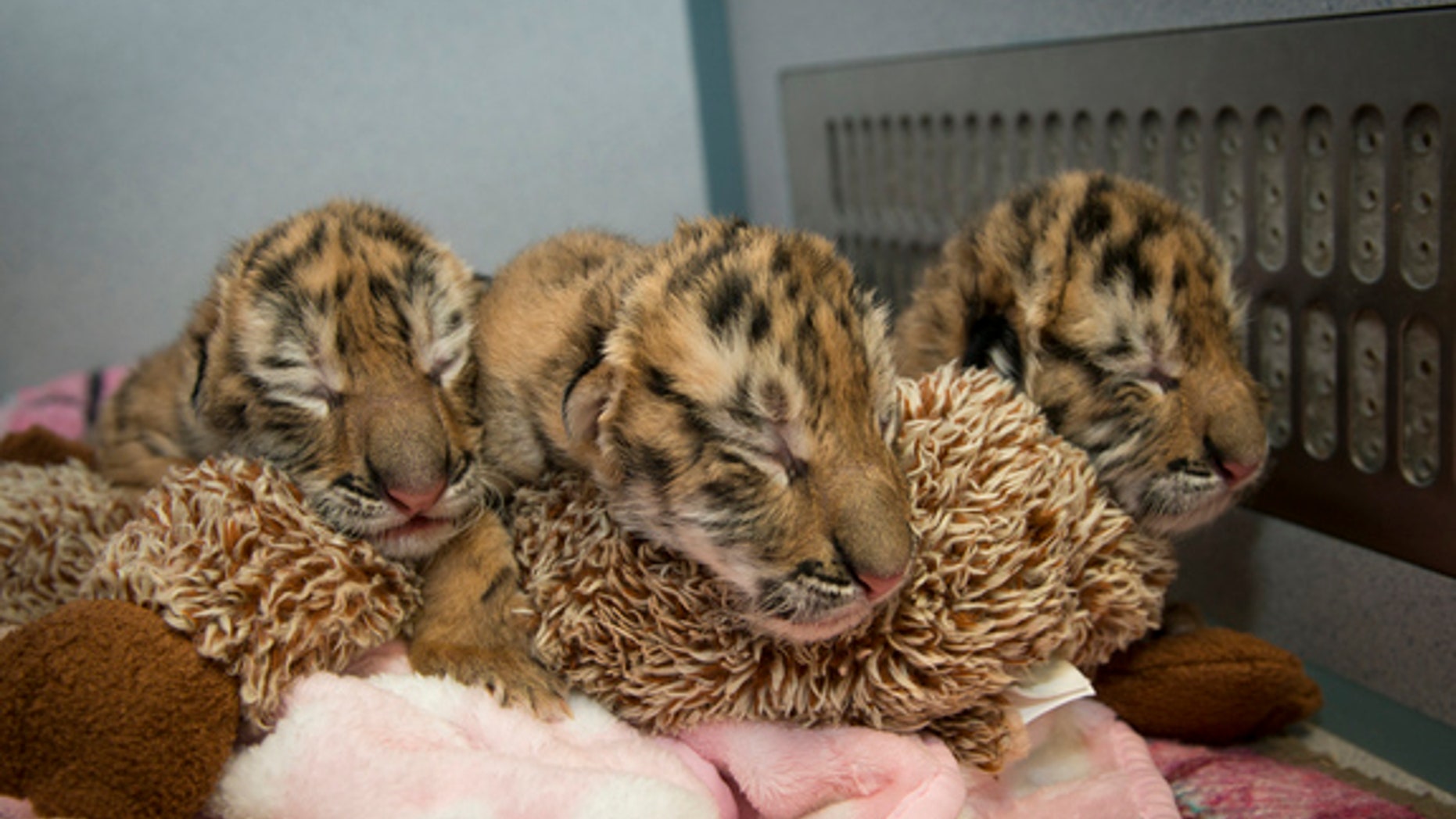 The world’s newest three cubs.
