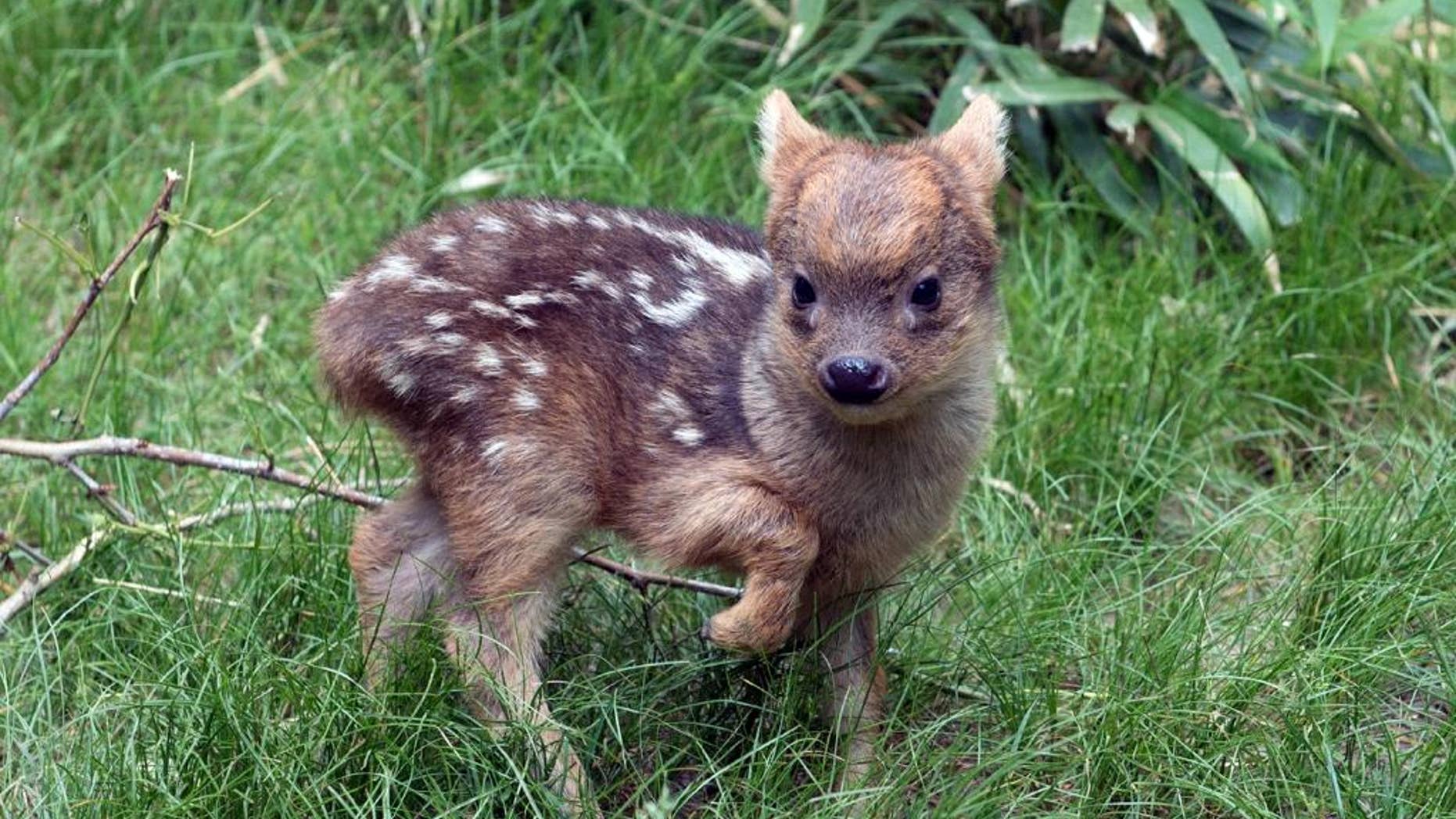 May 27, 2015: In this photo provided by the Wildlife Conservation Society, a southern pudu fawn walks in its enclosure at the Queens Zoo in New York.