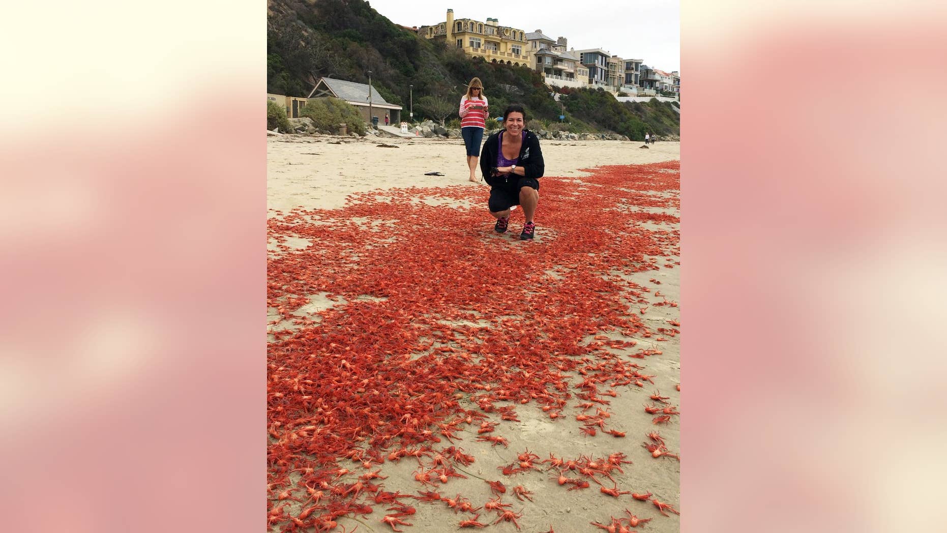In this photo provided by Lyn Michelle Evins, Donna Kalez, manager of Dana Wharf Sportfishing, poses for a photo with thousands of tiny tuna crabs that washed ashore near her place of business at Strand Beach in Dana Point, Calif., Sunday, June 14, 2015. The crabs have been washing up by the thousands on some Orange County beaches. (Lyn Michelle Evins via AP)