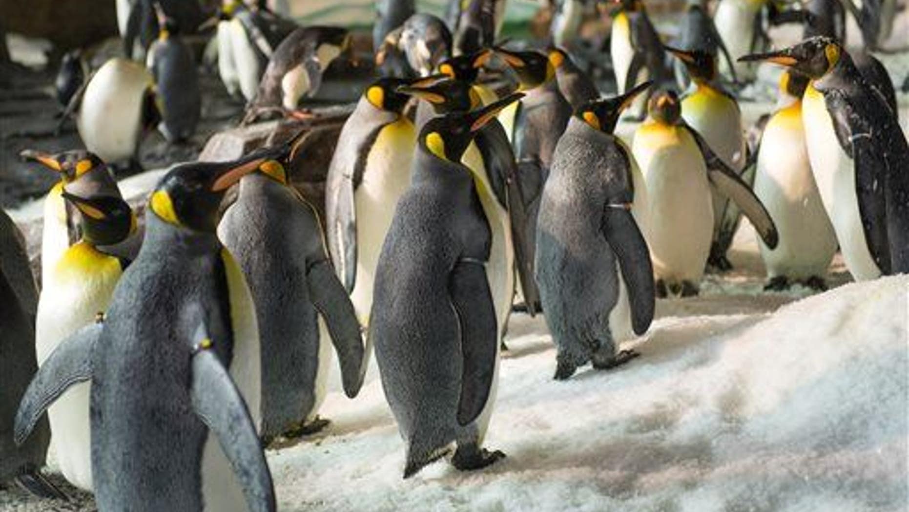 This photo shows king penguins at Antarctica: Empire of the Penguin, a new attraction at SeaWorld Orlando.