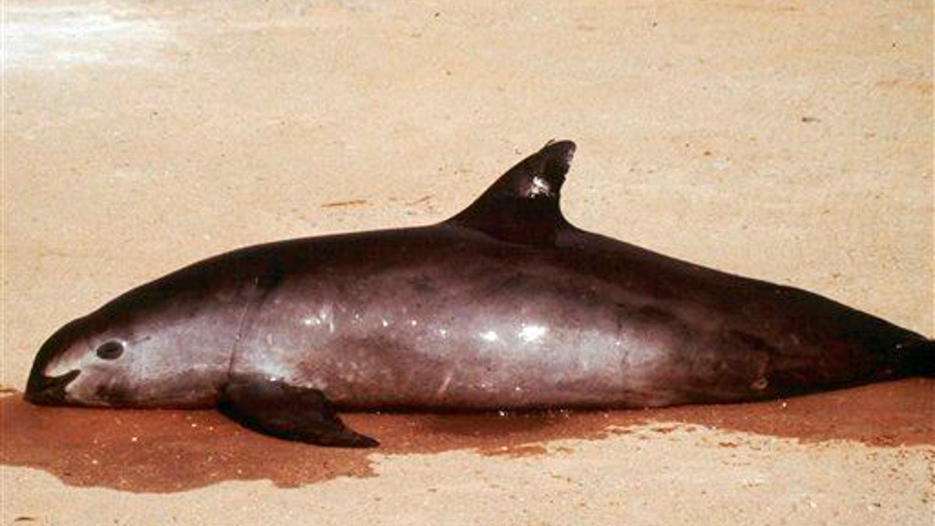 In this undated file photo released by Proyecto Vaquita, a different porpoise lies dead on a beach at the Gulf of California.