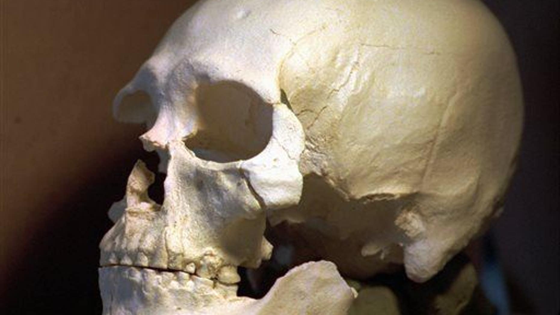 A file photo of a plastic casting of the skull of an ancient skeleton.