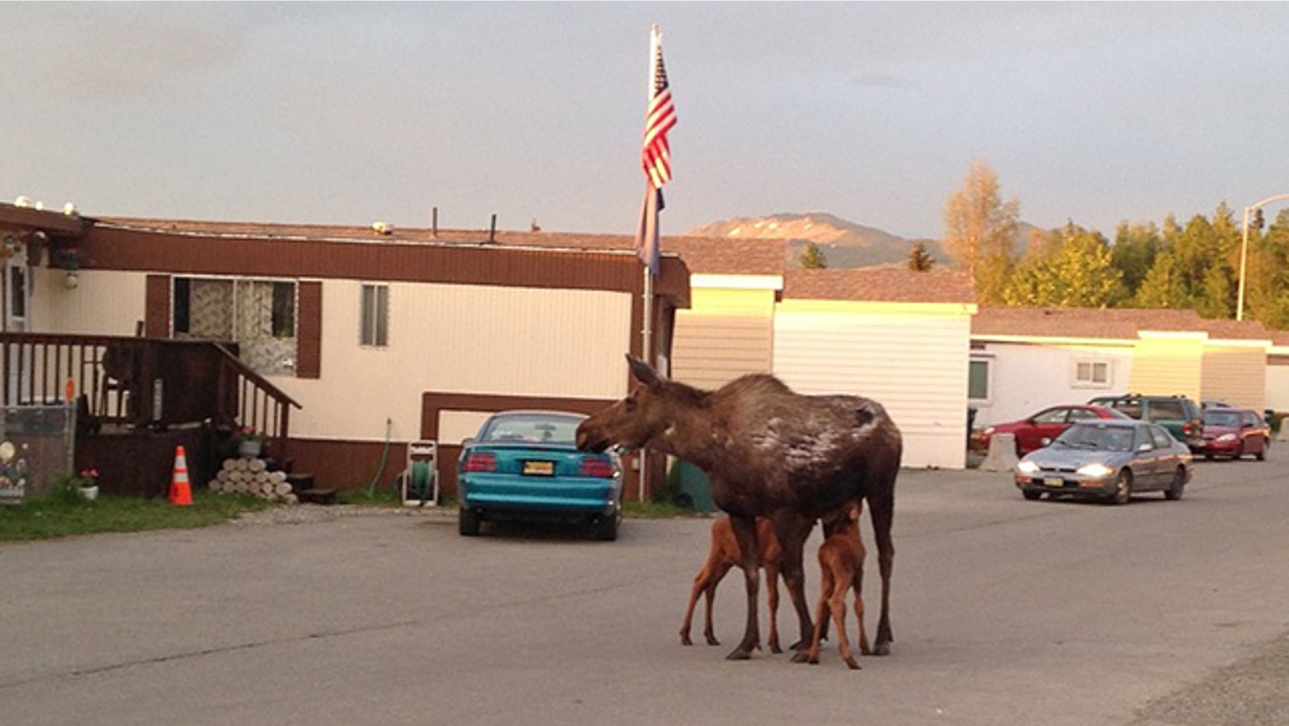 June 6, 2014: A moose calf is reunited with its mother and sibling at a trailer court in Anchorage, Alaska. Alaska state biologists are reminding people not to touch moose calves or try to take them home as pets following a string of recent incidents involving people handling the animals, including one household that had one in the living room 'as if it was a puppy.' (AP Photo/Alaska Dept. of Fish and Game, Jessy Coltrane)