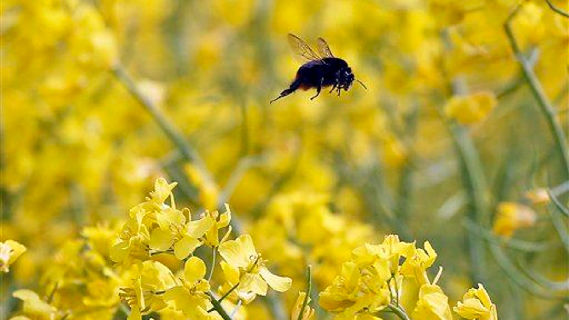 A bumblebee flies over a rapeseed field in Duisburg, Germany, Wednesday, May 8, 2013.