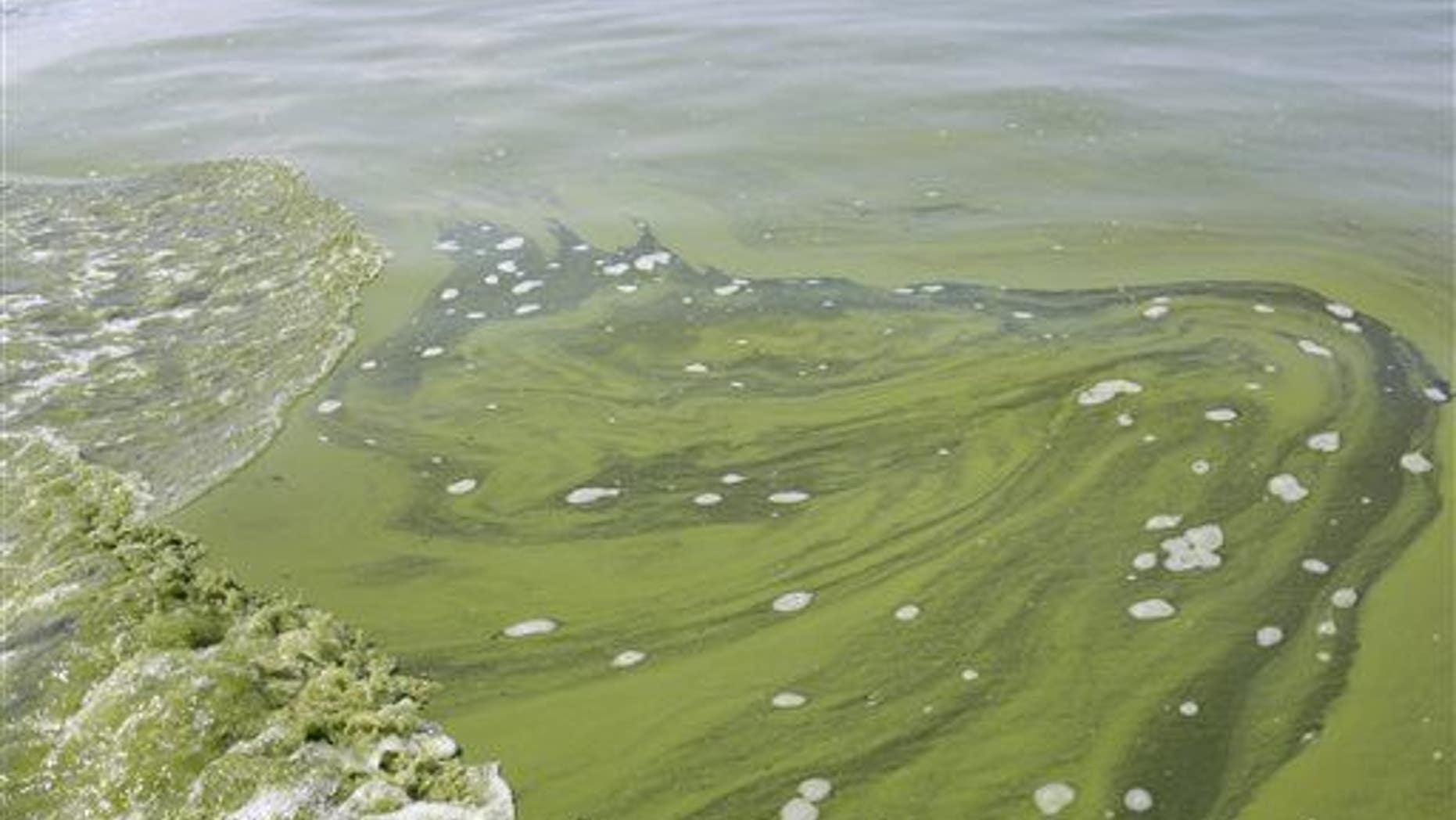 Algae is seen near the City of Toledo water intake crib, Sunday, Aug. 3, 2014, in Lake Erie, about 2.5 miles off the shore of Curtice, Ohio.