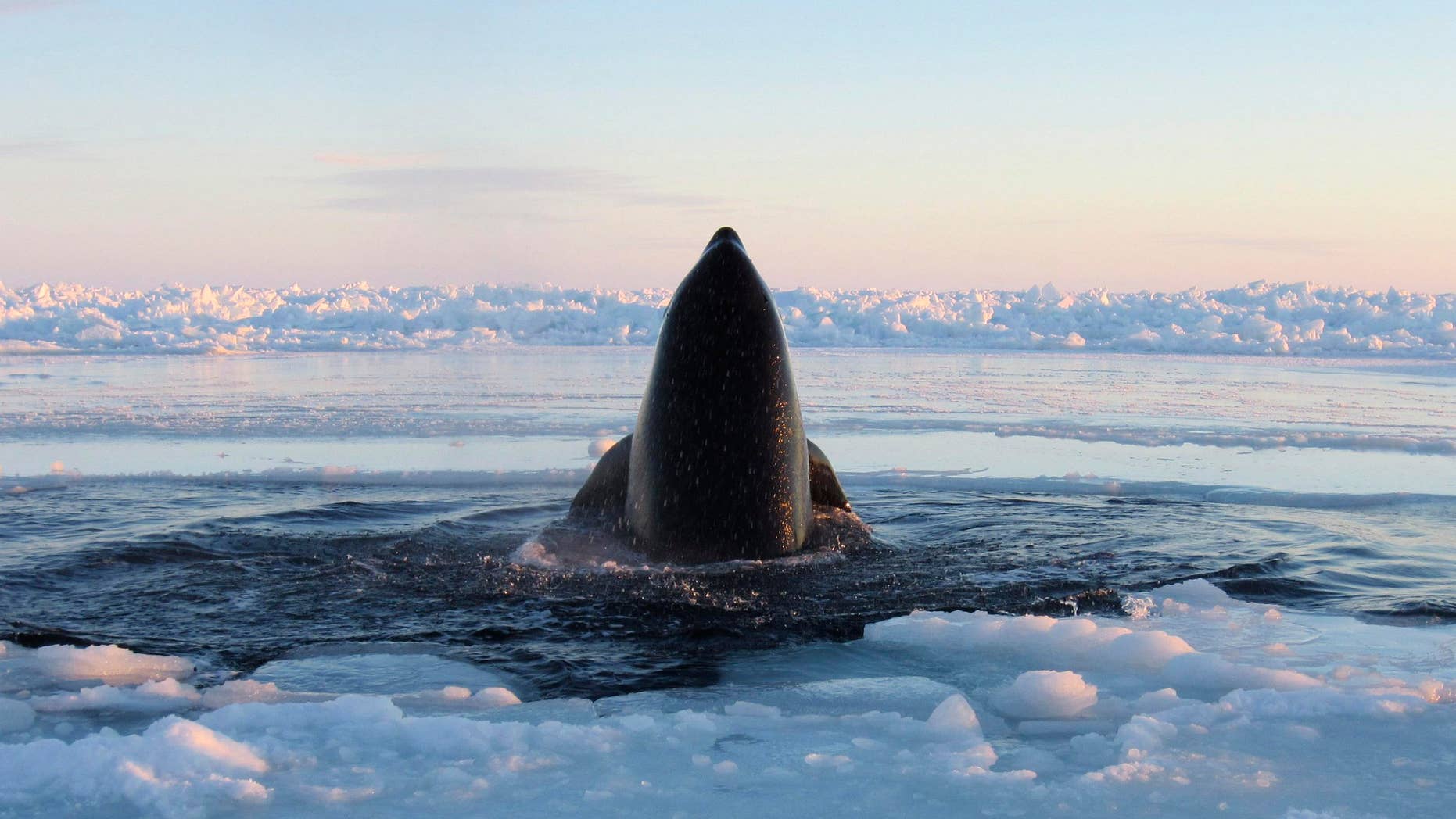 Jan. 8, 2013: A killer whale surfaces through a small hole in the ice near Inukjuak, in Northern Quebec.