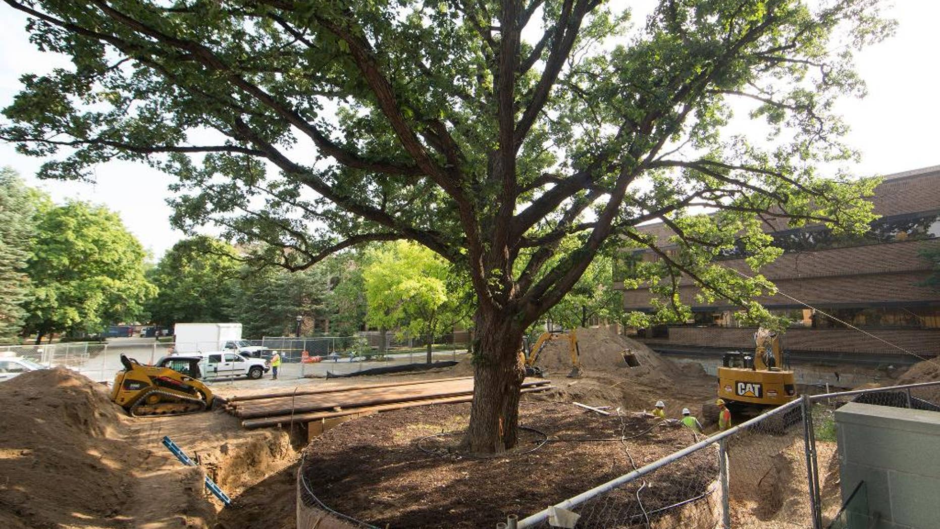 In an Aug. 4, 2014 photo provided by the University of Michigan, a 250- to 300-year-old, 65-foot-tall tree stands next to the Computer and Executive Education Building, in Ann Arbor, Mich. The university is preparing to move the tree to make room for the expansion of the Stephen M. Ross School of Business. Sometime in October 2014, a trailer will drive the 65-foot-tall bur oak to its new home 500 to 600 feet away. (AP Photo/University of Michigan, Scott C. Soderberg)