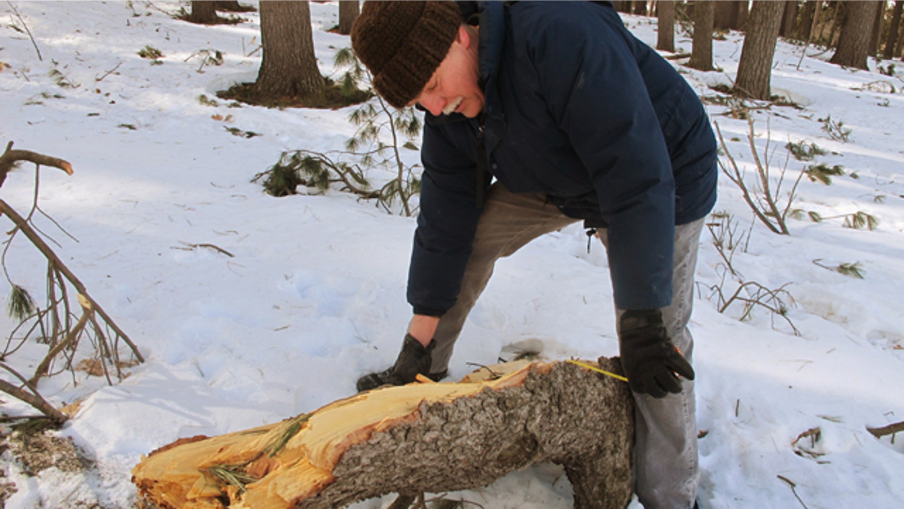 February 26, 2014: Frank Telewski, professor of plant biology at Michigan State University, measures the branch of a white pine tree that was damaged on the university campus in East Lansing, Mich., during a December 2013 ice storm. Telewski is taking part in a research program designed to help people plant and maintain trees in ways that would make them less vulnerable during storms. (AP Photo/John Flesher)