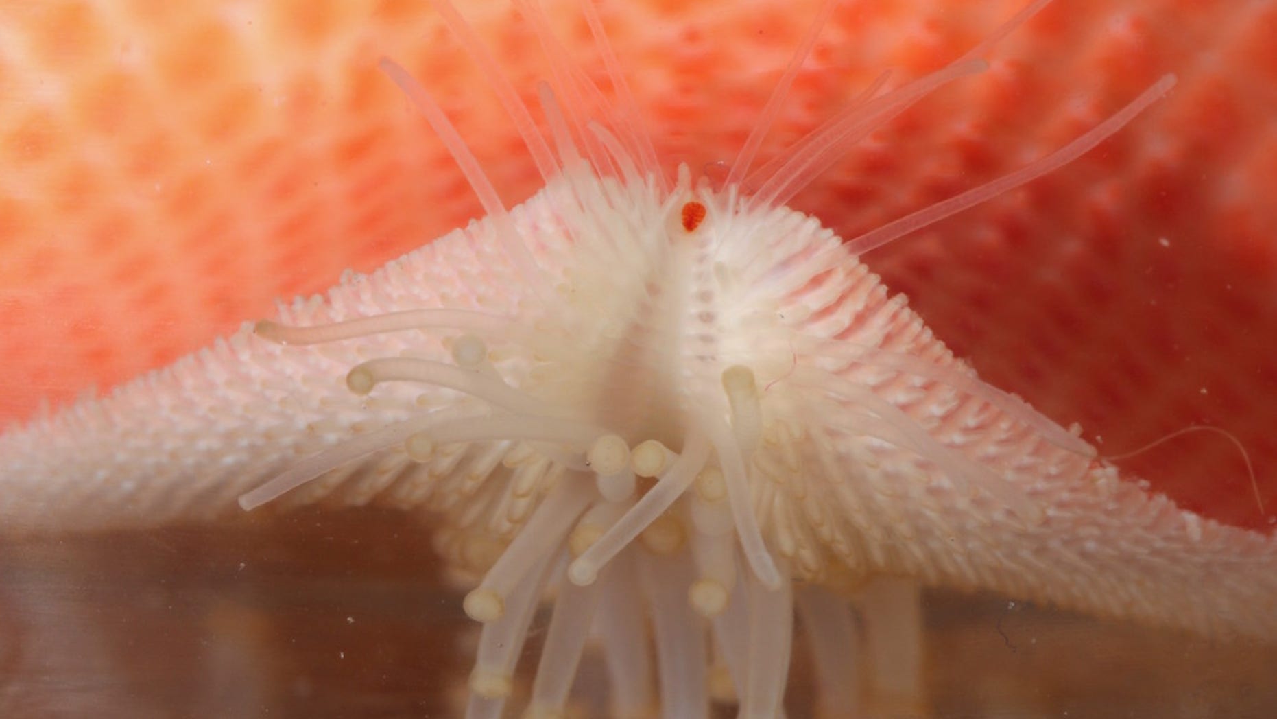 The starfish (Diplopteraster multipes) often bends its arms, allowing its eye (the red spot) to see more or less straight upward.