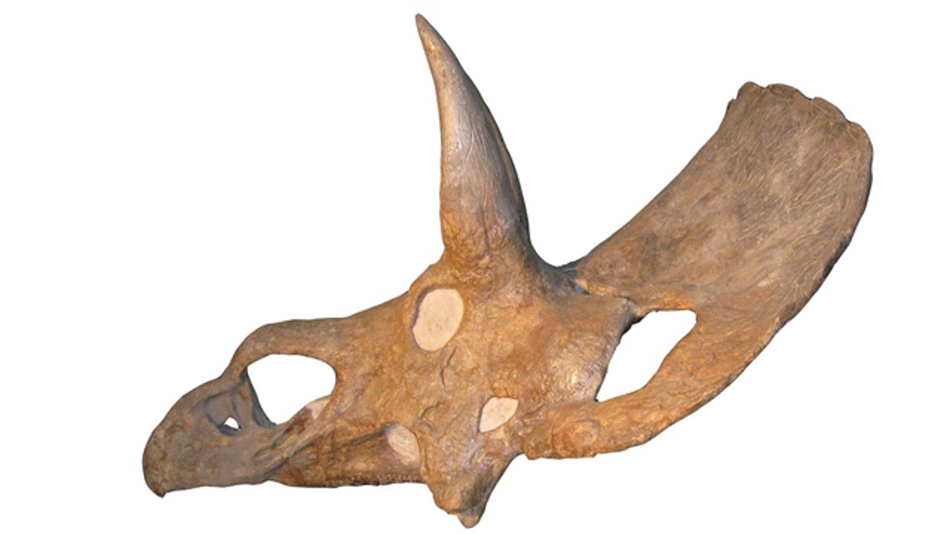 An image of the controversial skull of Nedoceratops hatcheri, which has paleontologists rethinking the triceratops.