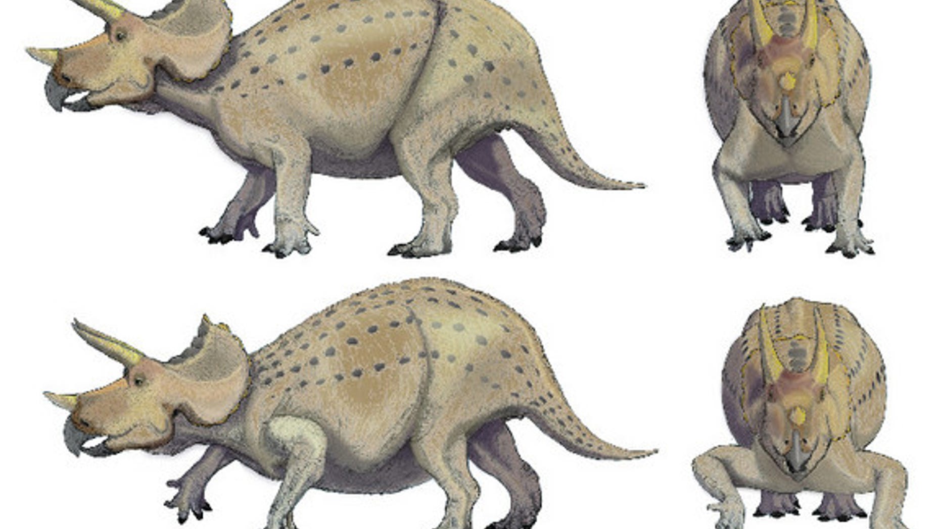 Researchers think Triceratops had forelimbs with a more mammal-like posture as in the top images, versus the more reptile-like forelimb posture shown below.