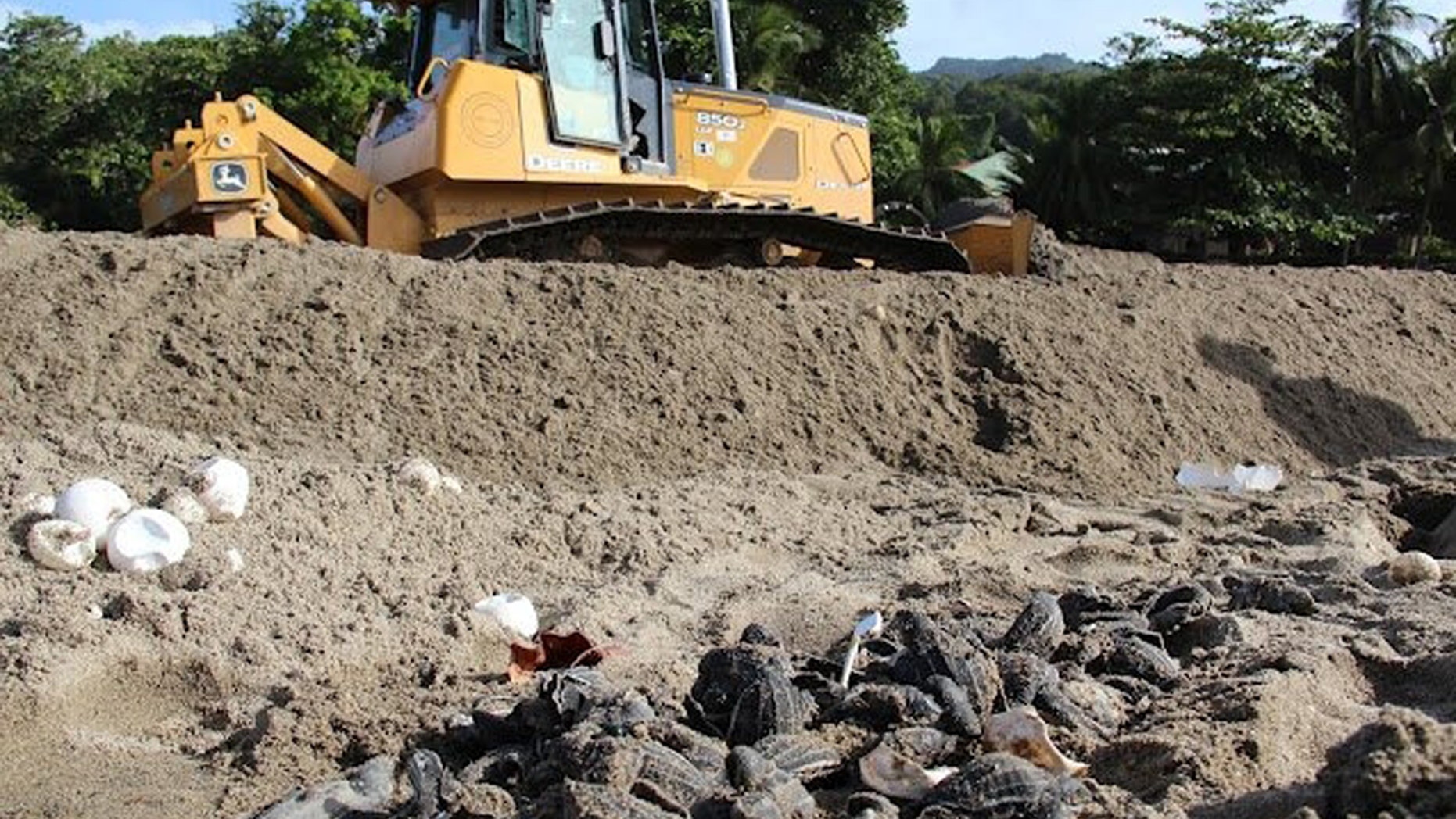 July 8, 2012: A Ministry of Works employee operates a bulldozer next to destroyed leatherback turtle eggs and hatchlings on the shore of the Grande Riviere Beach, Trinidad.