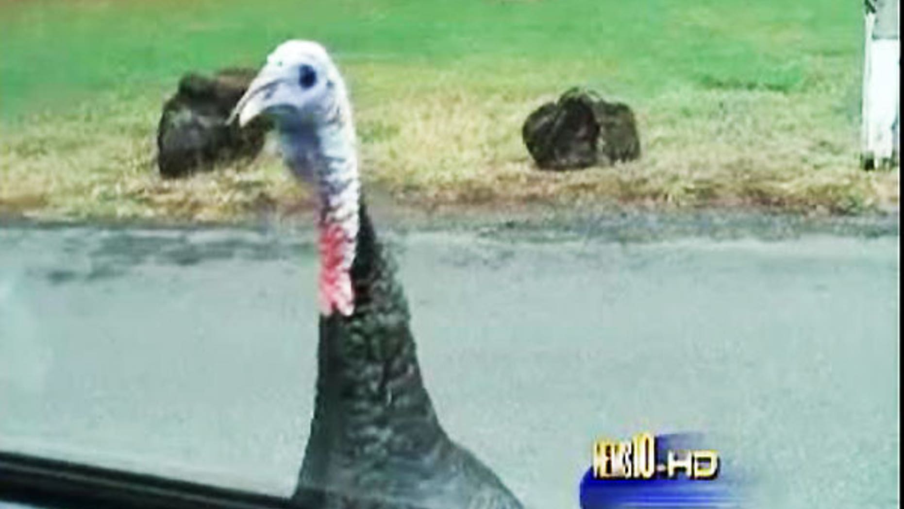 The Turkey Terrorist? (News10)
