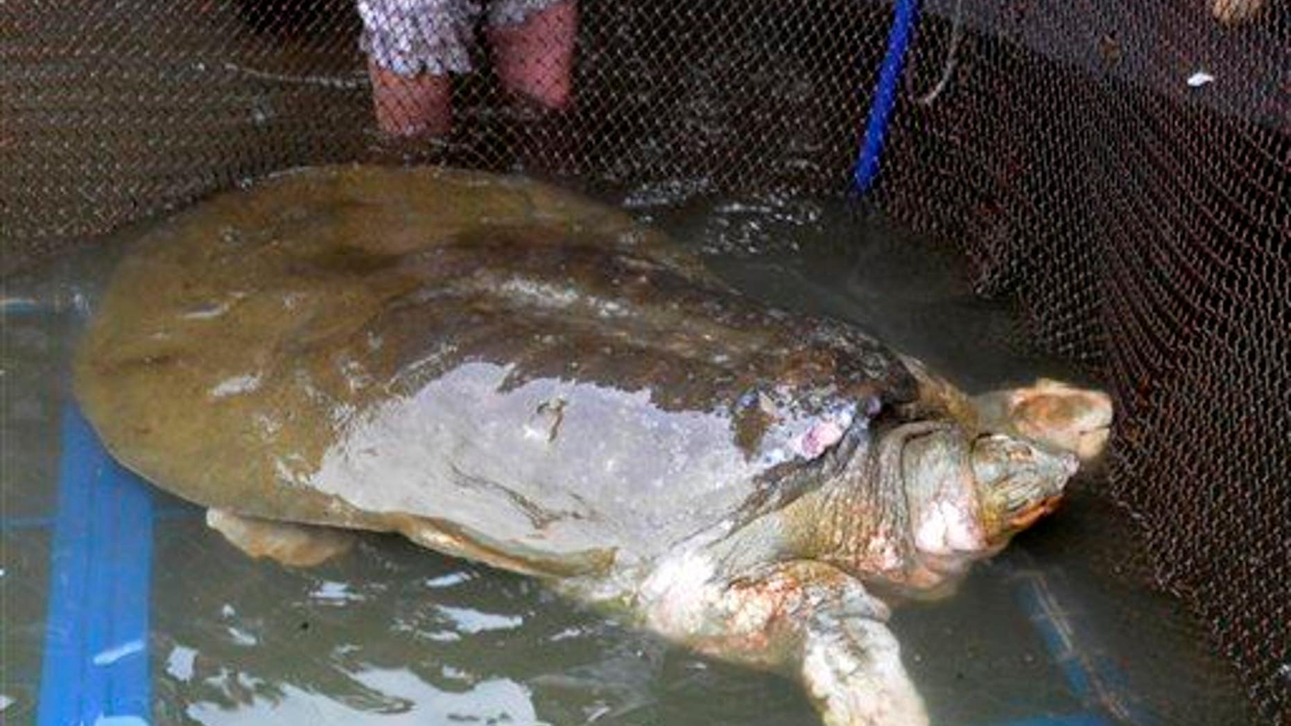 In this 2011 photo, a giant softshell turtle is seen after being pulled from Hoan Kiem Lake in Hanoi, Vietnam.
