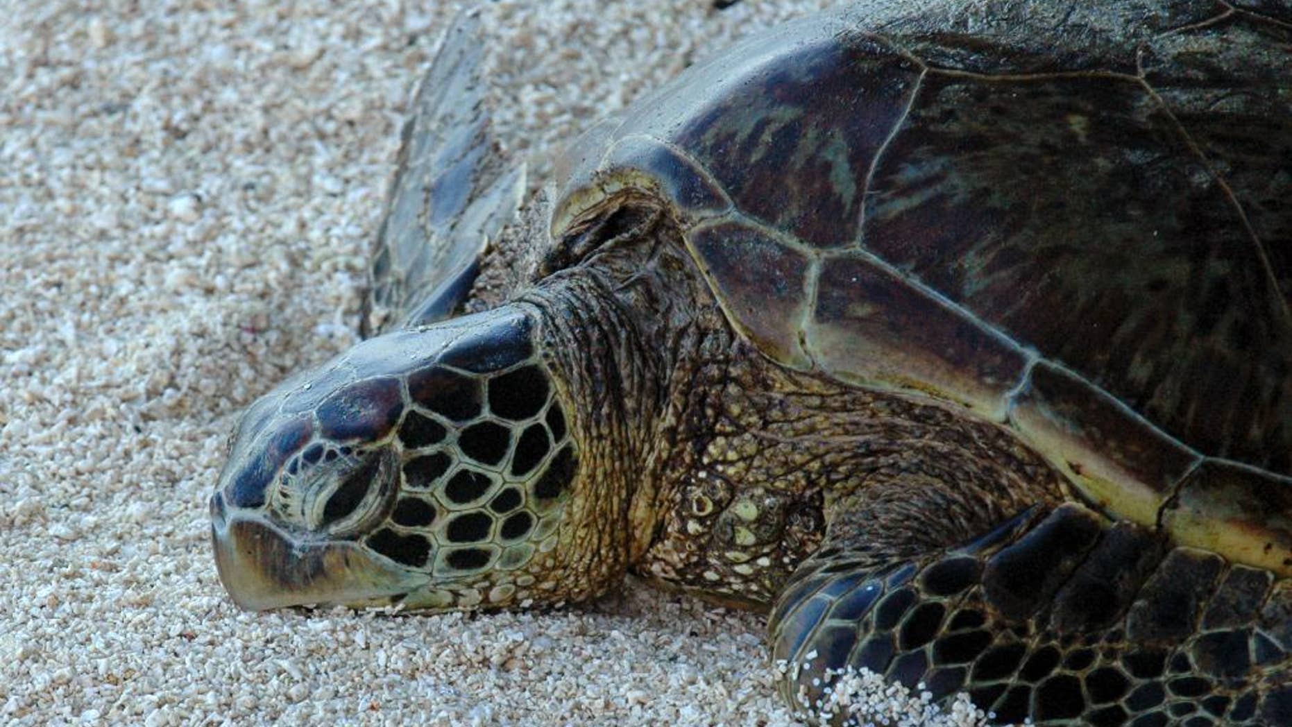 File - In this Dec. 13, 2005 file photo, a green sea turtle is shown on Eastern Island in the Midway Atoll National Wildlife Refuge located in the Northwestern Hawaiian Islands. Federal wildlife agencies say Hawaii's green sea turtles should continue to be classified as threatened because its population is small and nearly all of them nest at the same low-lying atoll. The National Oceanic and Atmospheric Administration announced its proposal on Friday, March 20, 2015. (AP Photo/Luci Pemoni, File)