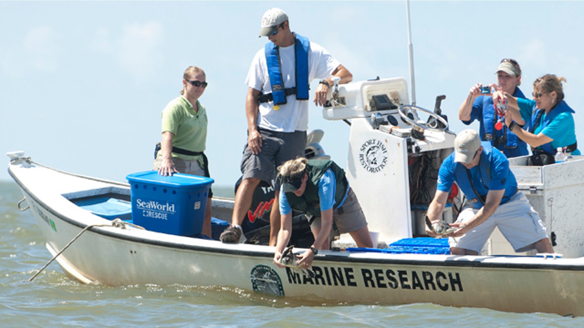 August 18: Rehabilitated kemp's Ridley sea turtles are release off of Cedar Key ,Fla., by NOAA scientists. The twenty three turtles were found between 40 and 60 nautical miles offshore of Destin, Florida and Venice, La. (AP)