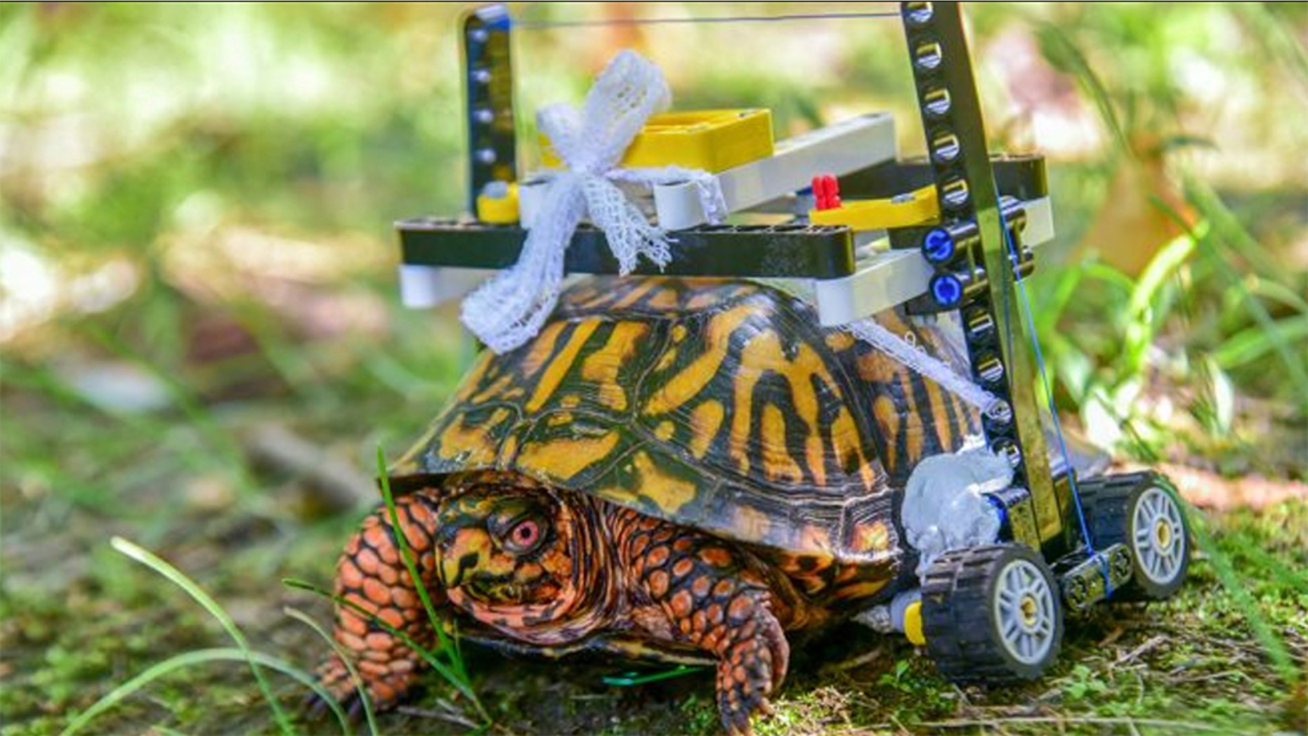 A “customized Lego wheelchair” was designed for one lucky wild Eastern box turtle who needed some help after injuring and undergoing surgery for his shell, according to a news release from the Maryland Zoo.