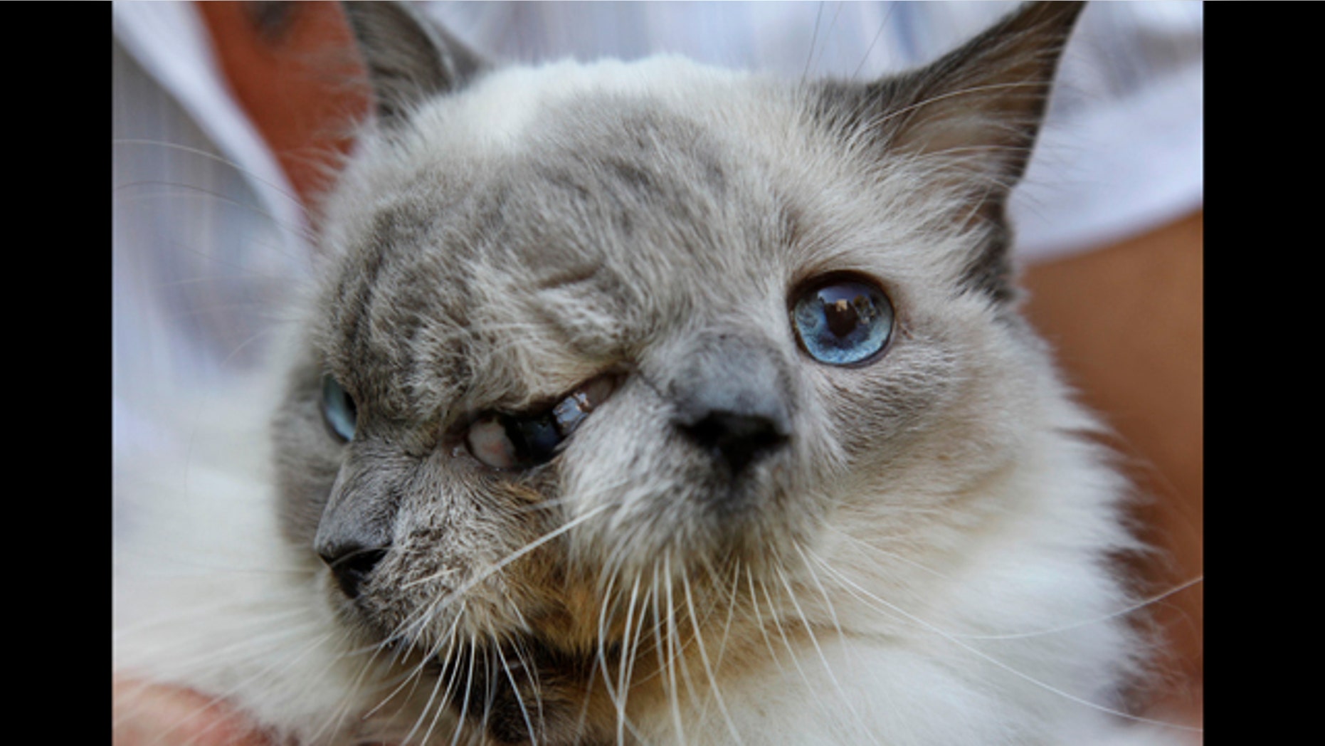 Sept. 28, 2011: A cat with two faces, named Frank and Louie, one name for each face, is held by the cats owner, who identified herself only as Marty, at their home in Worcester, Mass.